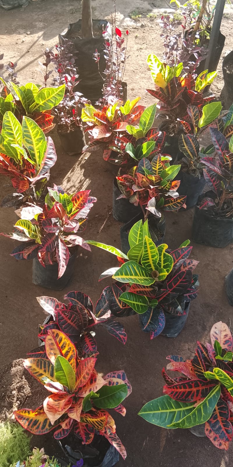 PEDIDO ESPECIAL: 1 PLANTA CROTON + 1 PAQUETE DE 8 PIEZAS DE FERRERO