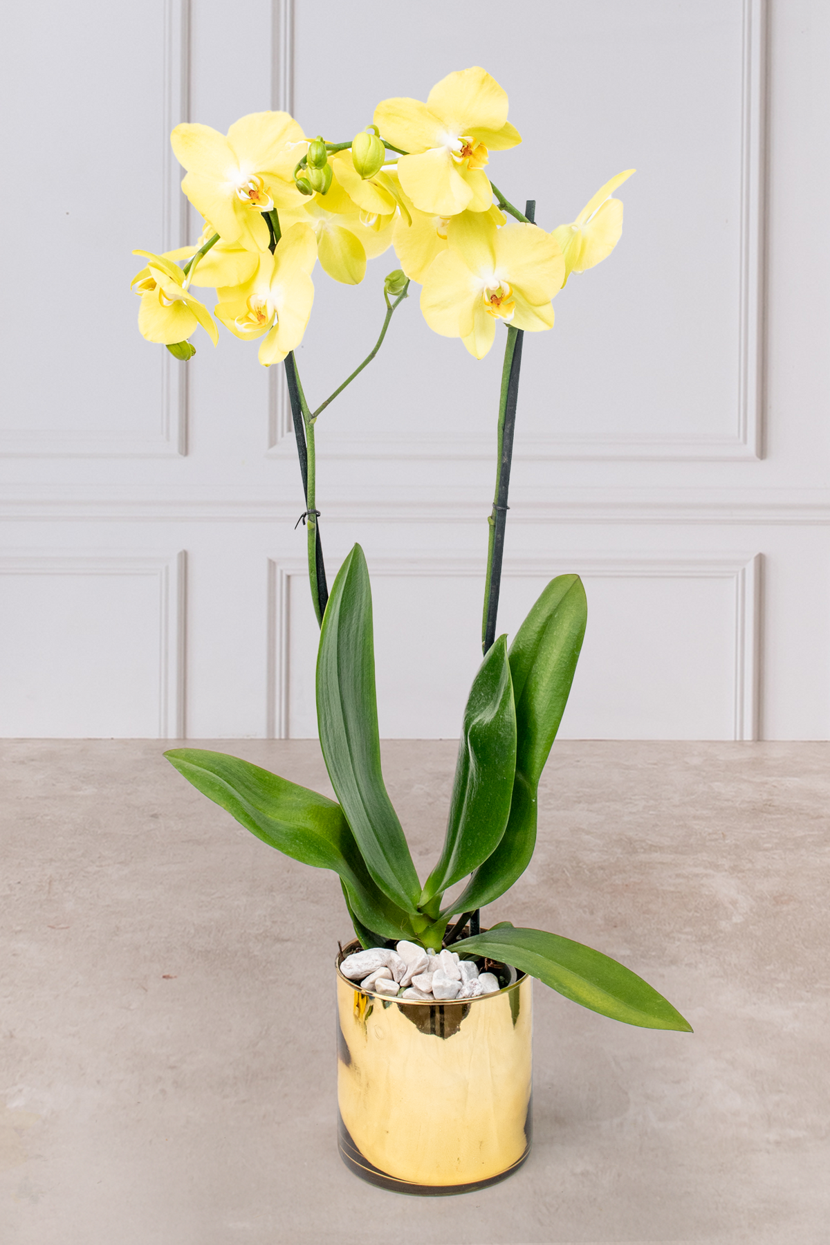 Orquídea Amarilla - En Maceta Dorada | Verbena 21S