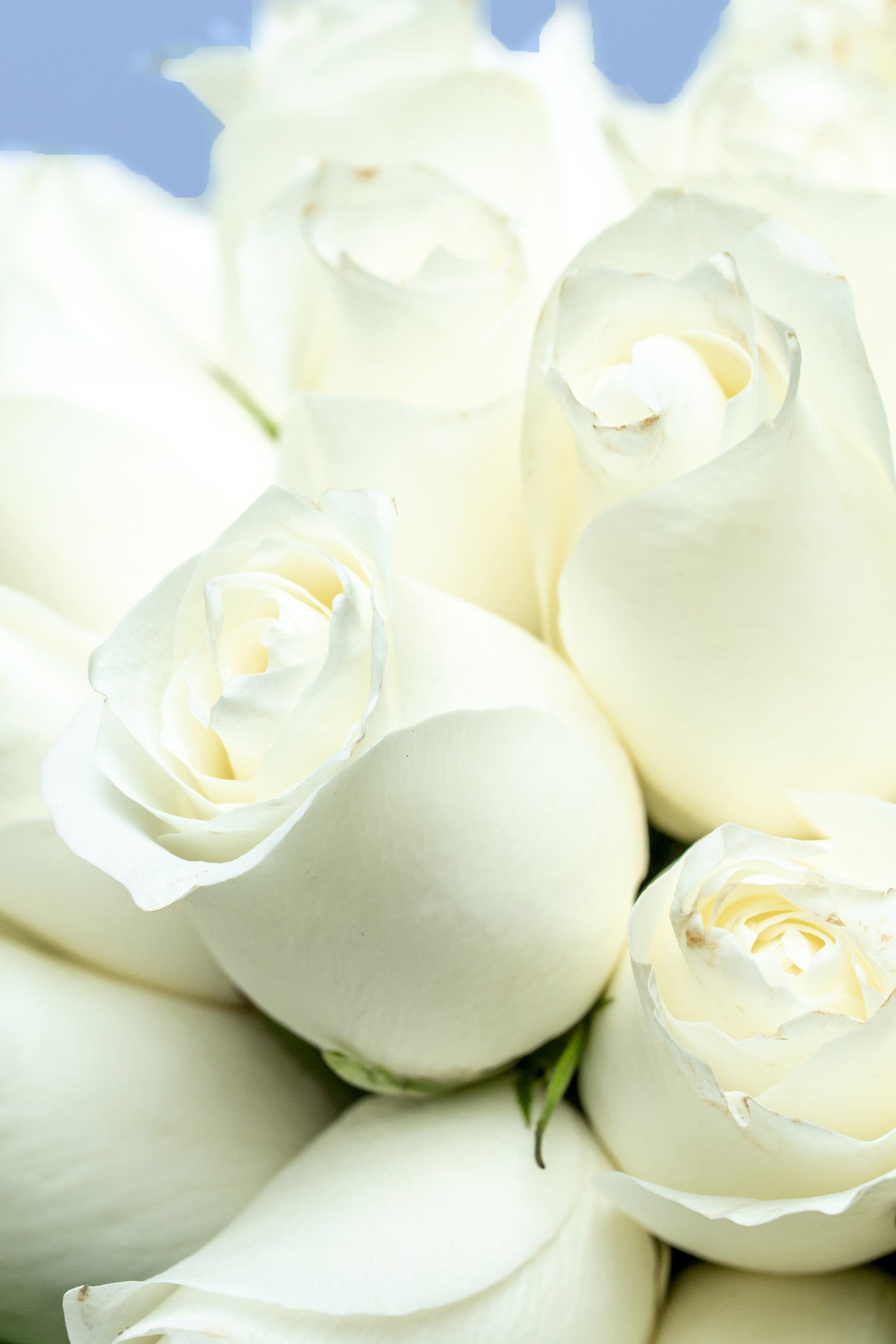 Amor y Paz - Rosa Blanca