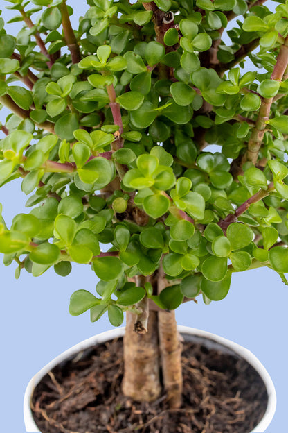 Árbol de la Abundancia - Planta