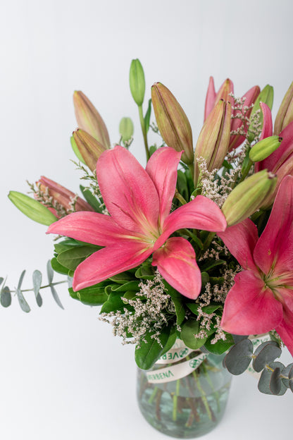 Las Brisas / Lilium Rosa M SLP