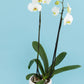 Remedios Varo - Orquídea con Maceta Blanca