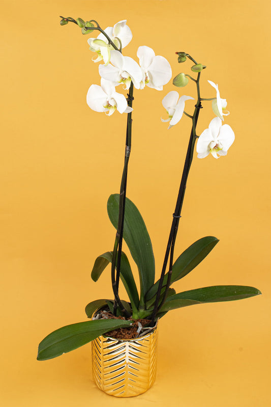Remedios Varo - Orquídea Blanca en Maceta Dorada
