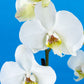 Remedios Varo - Orquídea con Maceta de Rostro