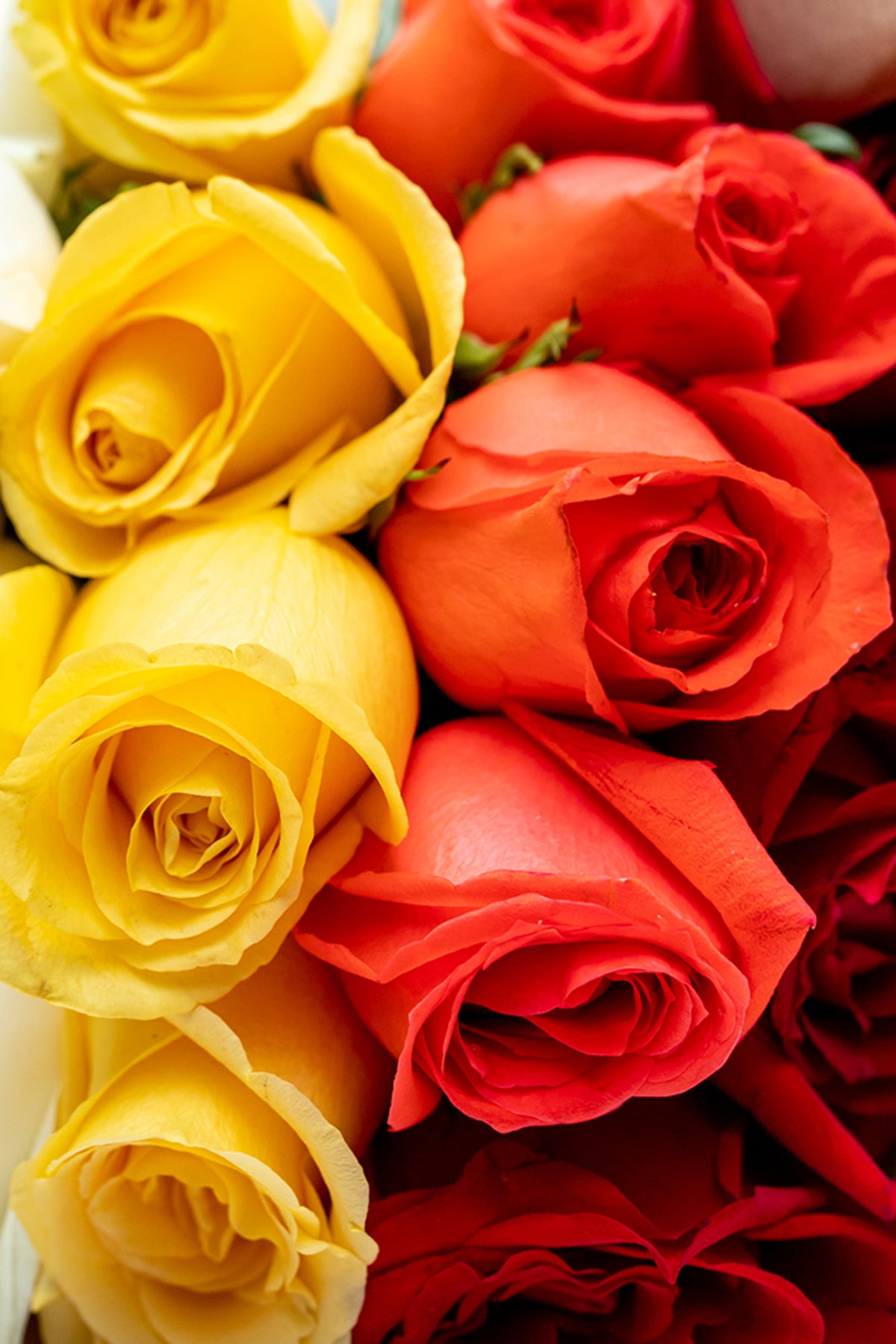 Pride // Flores